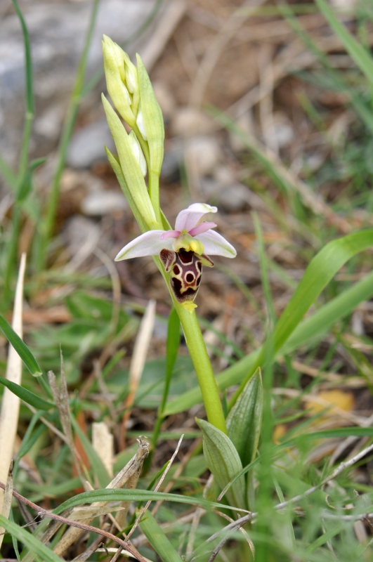 Tutte Ophrys dinarica o... holosericea?!